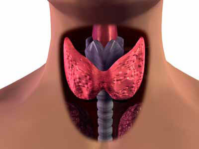 Medical illustration of the human throat highlighting the thyroid gland in red.